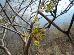 Bursera roseana
