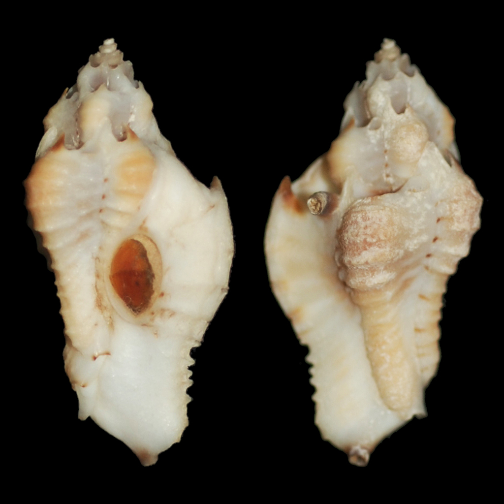 Typhina