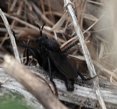 Ospriocerus aeacus