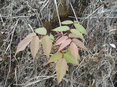 Bursera roseana
