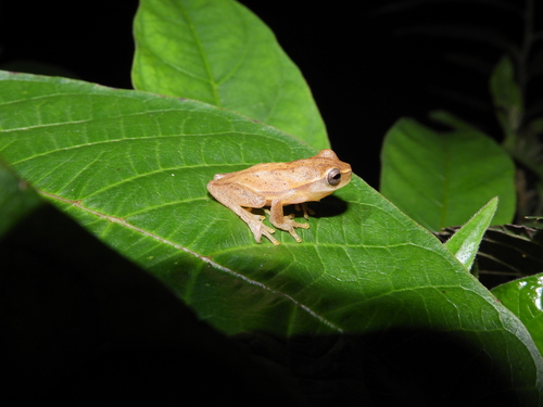 Yellow Treefrog