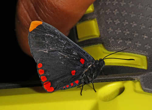 Red-bordered Pixie