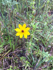 Coreopsis floridana