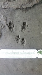 Sciurus carolinensis