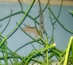 Tarentola americana