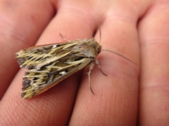 Ichneutica oliveri