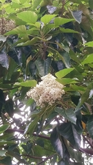 Aleurites moluccanus