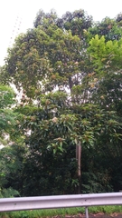 Aleurites moluccanus