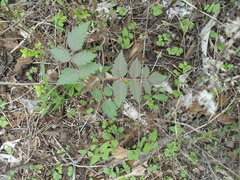 Bursera macvaughiana