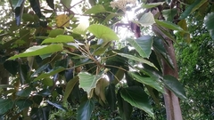 Aleurites moluccanus