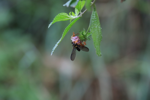 Raphiocera ornata