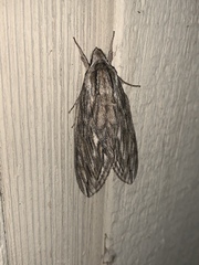 Sphinx canadensis