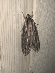 Sphinx canadensis
