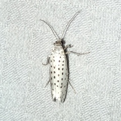 Yponomeuta multipunctella