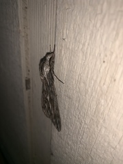 Sphinx canadensis