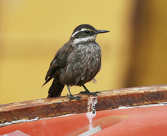 Cinclodes patagonicus