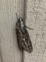 Sphinx canadensis