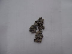 Dermatocarpon muhlenbergii