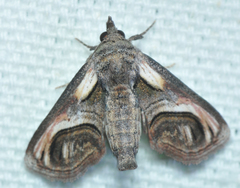 Paectes oculatrix