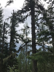 Canachites canadensis