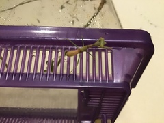 Stagmomantis limbata