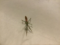 Stagmomantis limbata