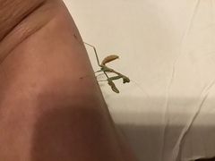 Stagmomantis limbata