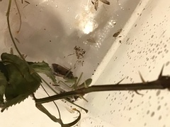 Stagmomantis limbata