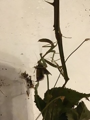 Stagmomantis limbata