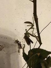 Stagmomantis limbata