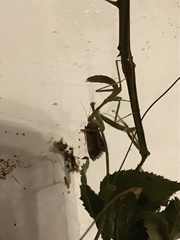 Stagmomantis limbata