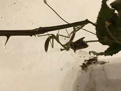 Stagmomantis limbata