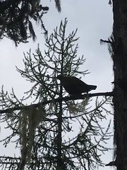 Canachites canadensis