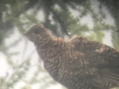 Canachites canadensis