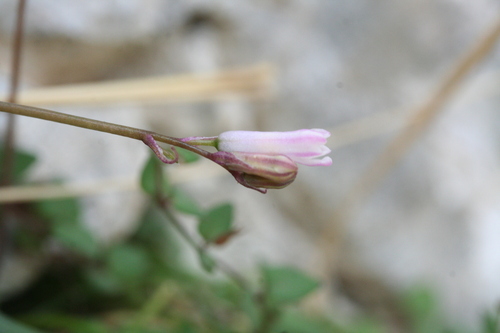 Brimeura duvigneaudii