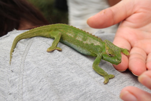 Central Peacock Chameleon