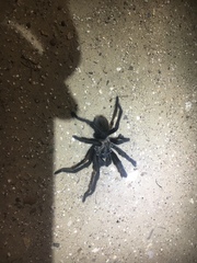 Aphonopelma moderatum