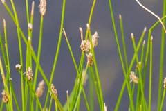 Eleocharis montevidensis