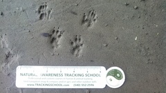 Sciurus carolinensis