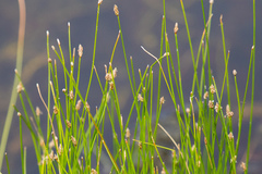 Eleocharis montevidensis