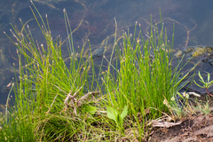 Eleocharis montevidensis