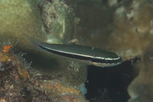 Cheilodipterus parazonatus observed 2024-12-17