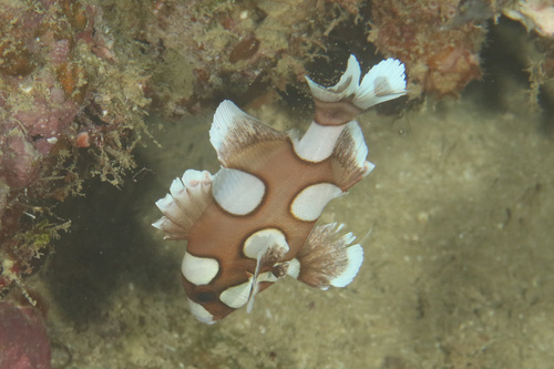 Sweetlips
