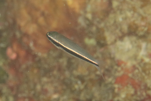 Cheilodipterus parazonatus observed 2024-12-17