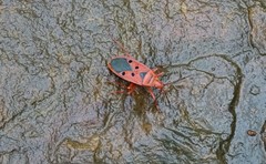 Probergrothius scutellaris