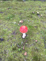 Amanita muscaria