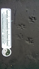 Sciurus carolinensis