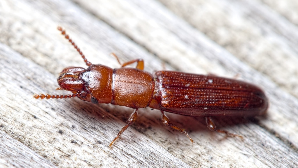 Red Log Beetles