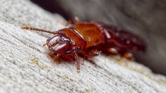 Prostomis mandibularis