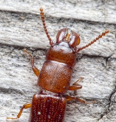 Prostomis mandibularis